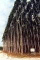 app eucalyptus trial area.jpg