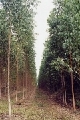 app eucalyptus trial.jpg
