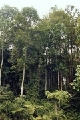 app forest.jpg