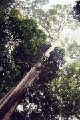 app left tree.jpg