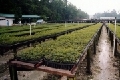 april tesso east nursery.jpg