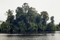 siak forest.jpg
