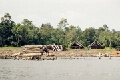 siak wood.jpg