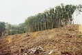 tesso east plantation slope.jpg